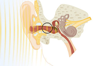 ear receiving sound vibrations